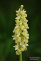 Orchis_pallens_19
